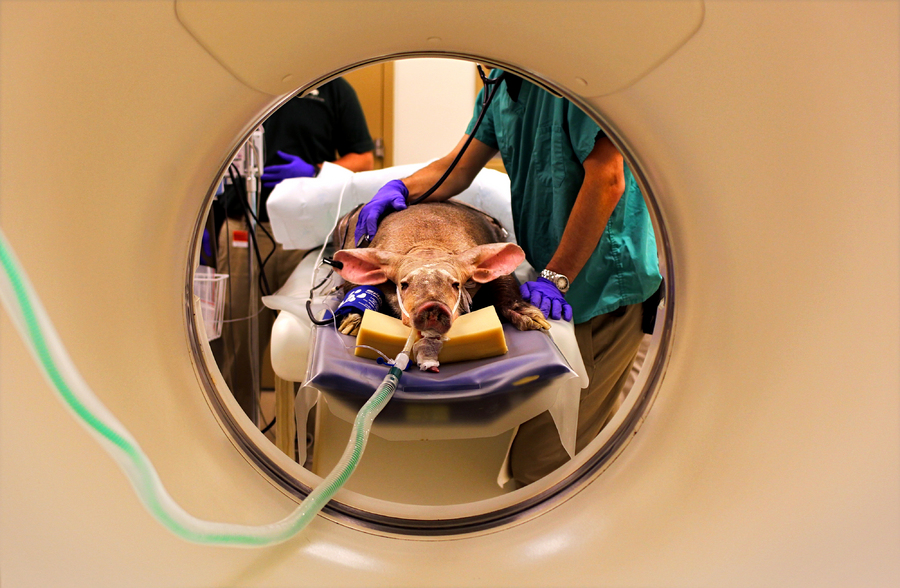 Dr. Michael Adkesson, associate veterinarian for the Chicago Zoological Society, checks the vital signs of Bernaard after the aardvark received a CT scan for an infected tooth at the Brookfield Zoo in Brookfield, Ill.  : Moments : Madison | Milwaukee | Chicago | Writer | Photographer | Keri Wiginton | Portrait photography | Travel | Corporate | Photojournalist | Editorial | Environmental