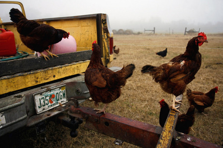 Laying hens stand on and around Dennis Stoltzfoos' yellow pickup truck after the hens were let out of their egg mobile on Stoltzfoos' organic farm near Mayo, Fla.  