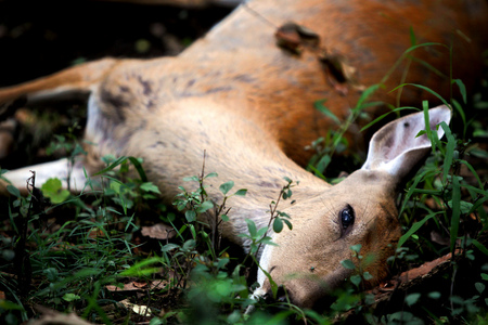 A deer that recently died lies in the Poplar Creek Forest Preserve near Streamwood, Ill.  Chuck Rizzo, a wildlife biologist with the Cook County Forest Preserve, said the doe most likely died of epizootic hemorrhagic disease, which is more common in warmer climates. 